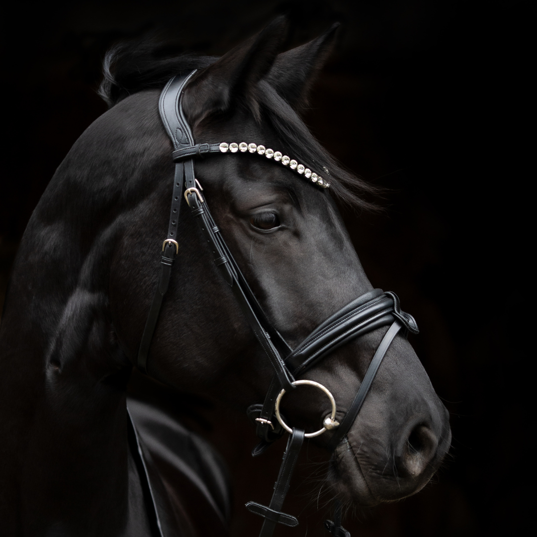 Ein edler Rappe trägt unsere Trense INFINITY CLASSIC. Sie ist flachgenäht und mit einem englischen Reithalfter ausgestattet. Ebenso mit abgerundeten Schnallen sowie ein Stirnriemen mit brillanten großen Rivoli Steinen der Marke Preciosa und Quick-Change-Verschluss zum blitzschnellen Wechseln.